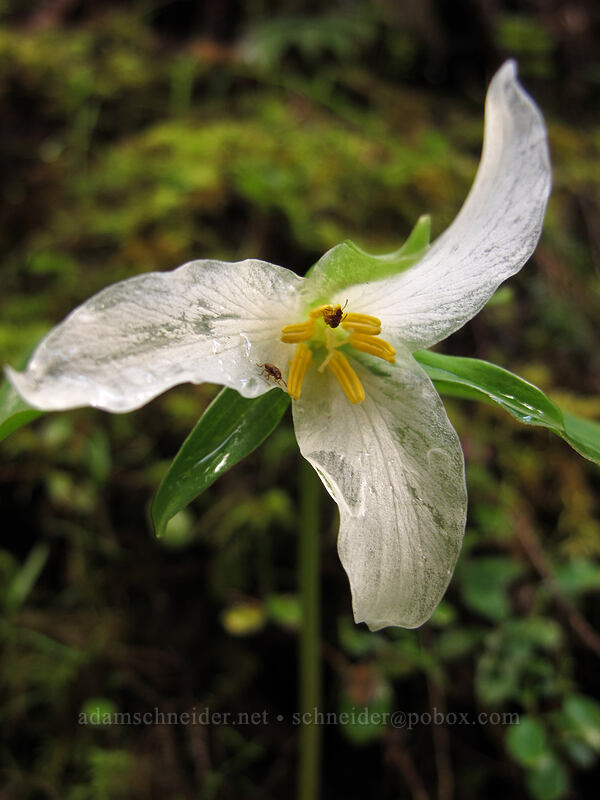 trillium (Trillium ovatum) [Eagle Creek Trail, Columbia River Gorge, Hood River County, Oregon]