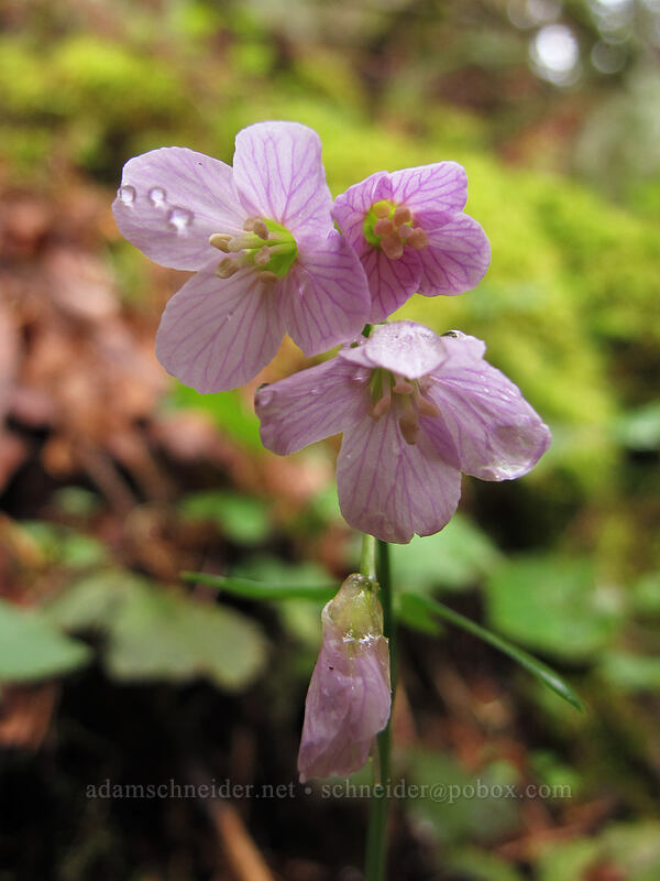 oaks toothwort (Cardamine nuttallii) [Eagle Creek Trail, Columbia River Gorge, Hood River County, Oregon]