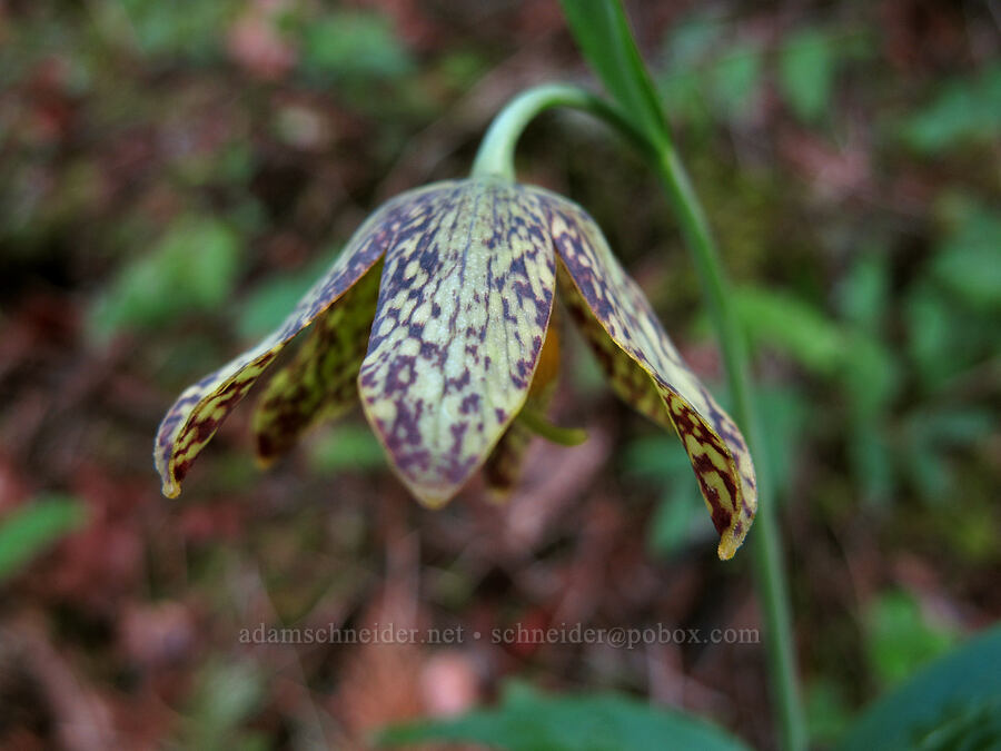 chocolate lily (Fritillaria affinis) [Herman Creek Trail, Mt. Hood National Forest, Hood River County, Oregon]