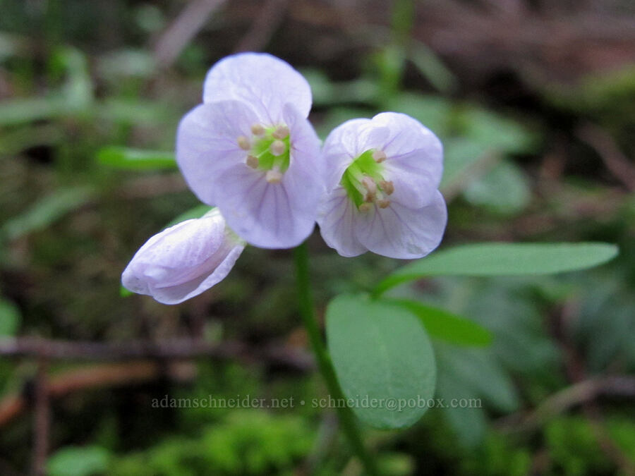 oaks toothwort (Cardamine nuttallii) [Nick Eaton Trail, Mt. Hood National Forest, Hood River County, Oregon]