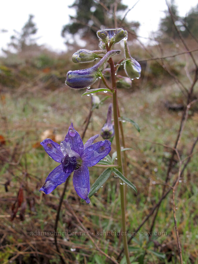 larkspur (Delphinium nuttallianum) [Nick Eaton Trail, Mt. Hood National Forest, Hood River County, Oregon]