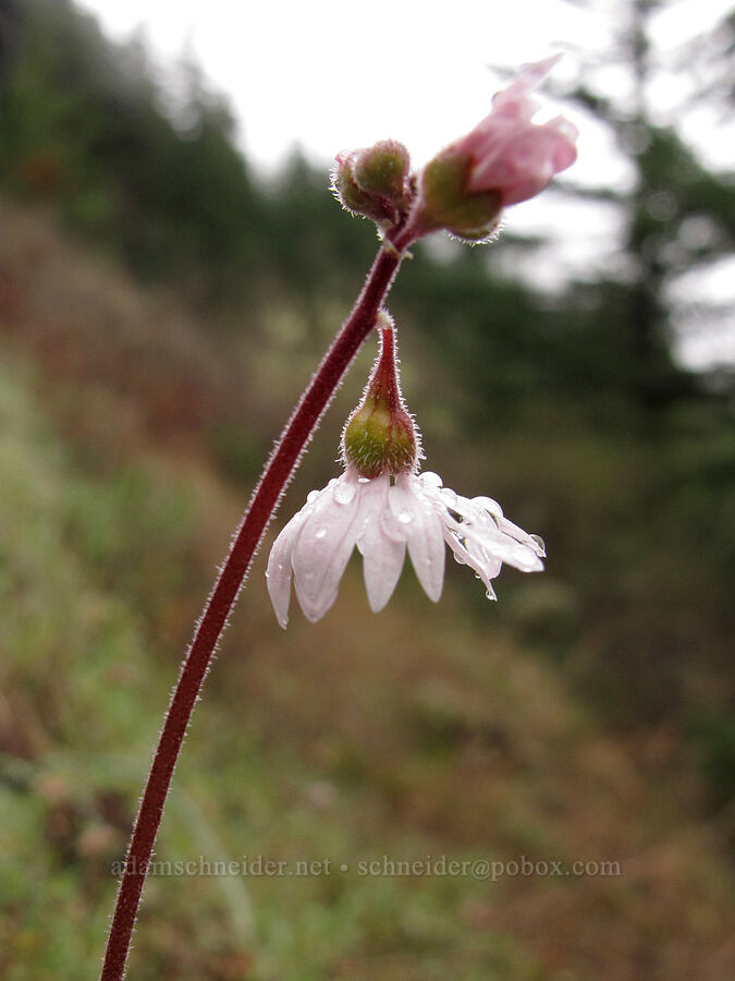 prairie star (Lithophragma parviflorum) [Nick Eaton Trail, Mt. Hood National Forest, Hood River County, Oregon]