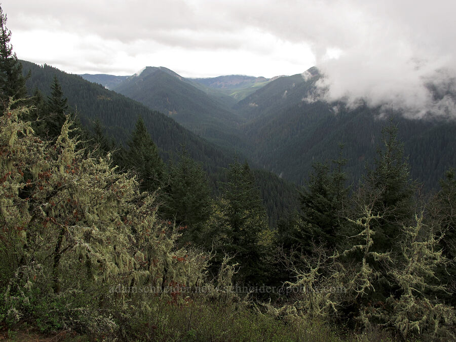 Herman Creek Valley [Nick Eaton Trail, Mt. Hood National Forest, Hood River County, Oregon]