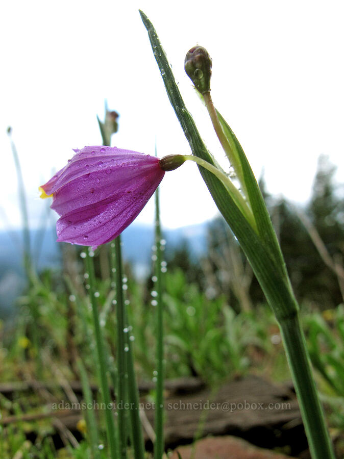 grass widow (Olsynium douglasii) [Nick Eaton Trail, Mt. Hood National Forest, Hood River County, Oregon]