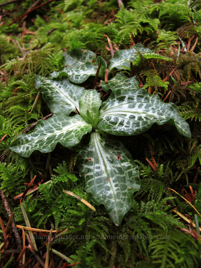 rattlesnake plantain leaves & moss (Goodyera oblongifolia) [Nick Eaton Trail, Mt. Hood National Forest, Hood River County, Oregon]