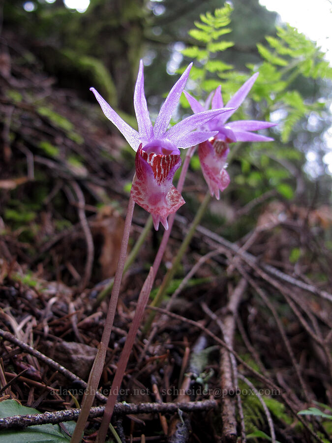 calypso orchids (Calypso bulbosa) [Herman Creek Trail, Mt. Hood National Forest, Hood River County, Oregon]