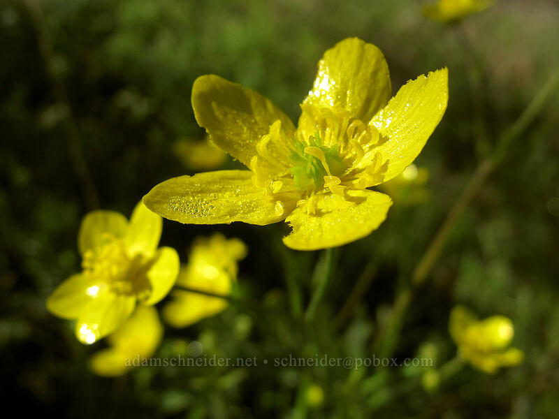 buttercups (Ranunculus occidentalis) [Mosier Plateau Trail, Mosier, Wasco County, Oregon]