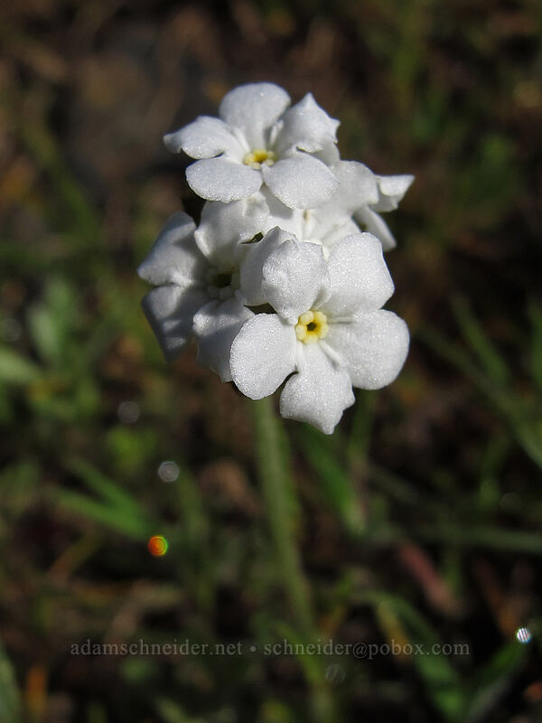 popcorn flower (Plagiobothrys sp.) [Mosier Plateau Trail, Mosier, Wasco County, Oregon]