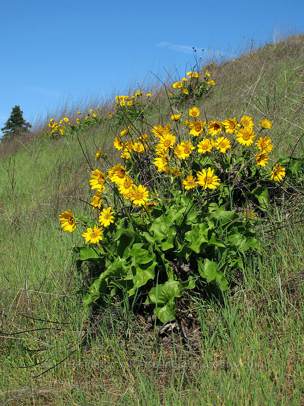 balsamroot (Balsamorhiza sp.) [Mosier Plateau Trail, Mosier, Wasco County, Oregon]