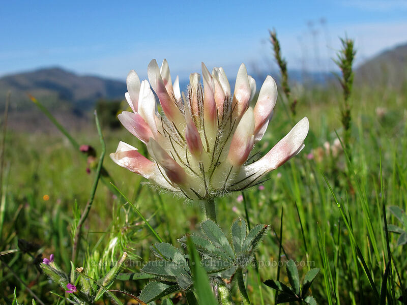 big-head clover (Trifolium macrocephalum) [Mosier Plateau Trail, Mosier, Wasco County, Oregon]