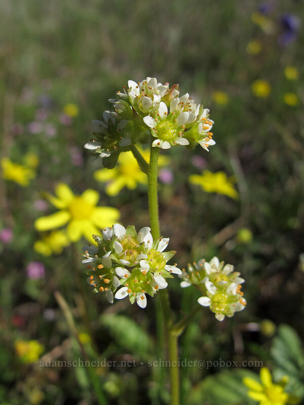 saxifrage (Micranthes sp. (Saxifraga sp.)) [Mosier Plateau Trail, Mosier, Wasco County, Oregon]