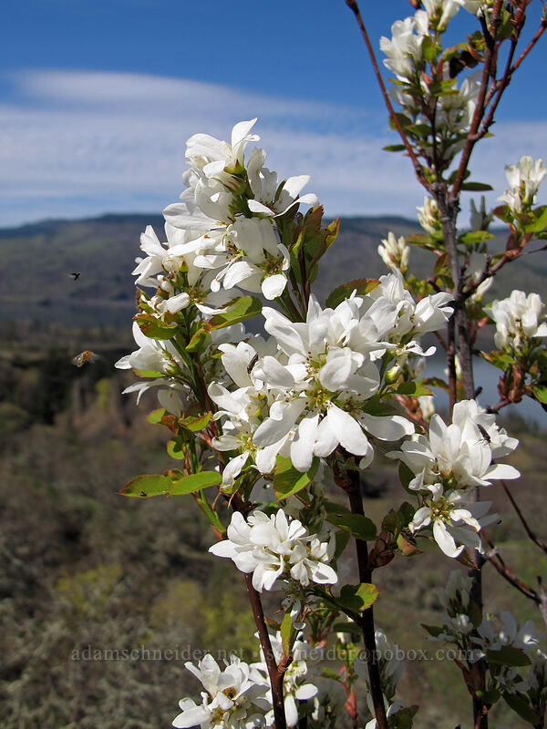 serviceberry flowers (Amelanchier alnifolia) [Memaloose Overlook, Mosier, Wasco County, Oregon]