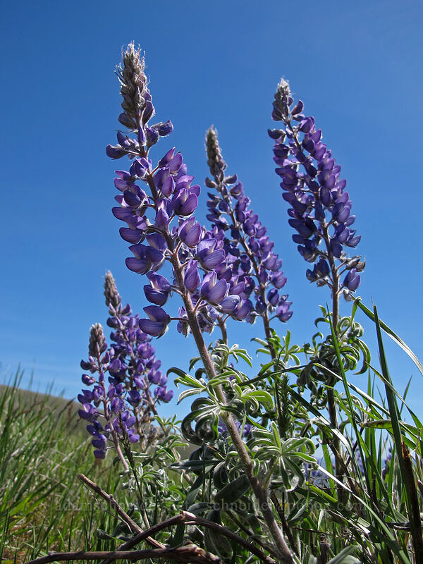 lupines (Lupinus sp.) [Stacker Butte Road, Columbia Hills State Park, Klickitat County, Washington]