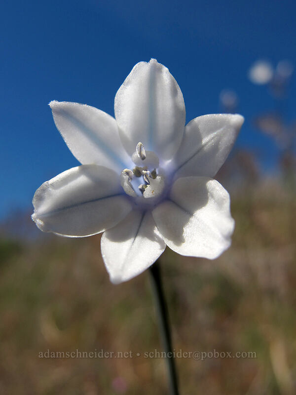 bi-colored cluster lily (Triteleia grandiflora var. howellii (Brodiaea bicolor)) [Stacker Butte Road, Columbia Hills State Park, Klickitat County, Washington]