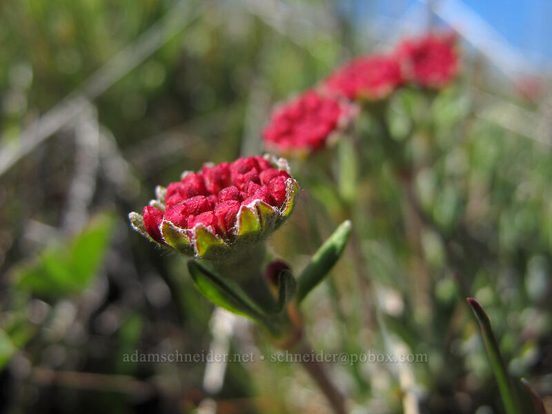 scabland buckwheat (Eriogonum sphaerocephalum var. sublineare (Eriogonum douglasii var. tenue)) [Stacker Butte Road, Columbia Hills State Park, Klickitat County, Washington]