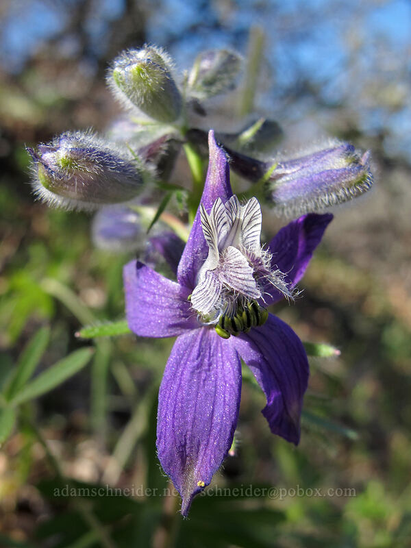 larkspur (Delphinium nuttallianum) [Oak Spring, Columbia Hills State Park, Klickitat County, Washington]
