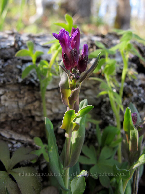 purple sickle-pod rock-cress (Boechera sparsiflora (Arabis sparsiflora)) [Oak Spring, Columbia Hills State Park, Klickitat County, Washington]