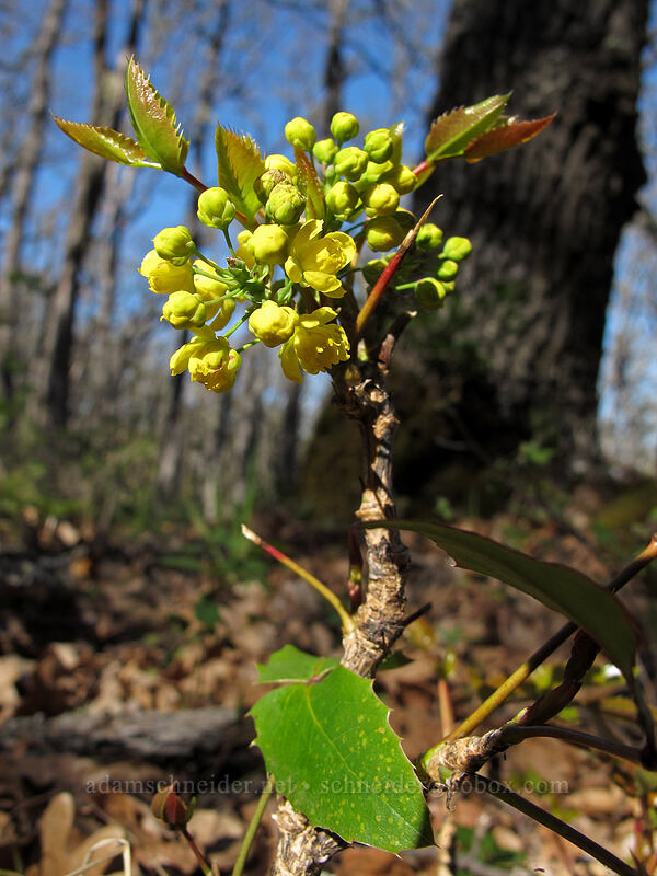 Oregon-grape flowers (Mahonia aquifolium (Berberis aquifolium)) [Oak Spring, Columbia Hills State Park, Klickitat County, Washington]