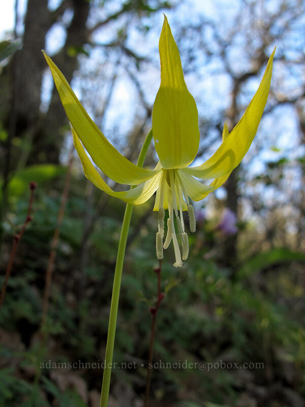glacier lily (Erythronium grandiflorum) [Oak Spring, Columbia Hills State Park, Klickitat County, Washington]