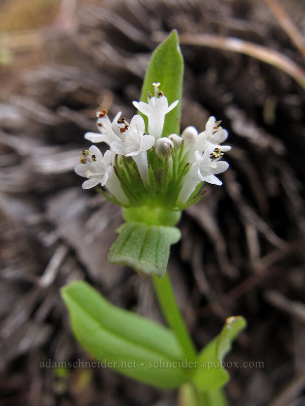 white plectritis (Plectritis macrocera) [Oak Spring Trail, Columbia Hills State Park, Klickitat County, Washington]