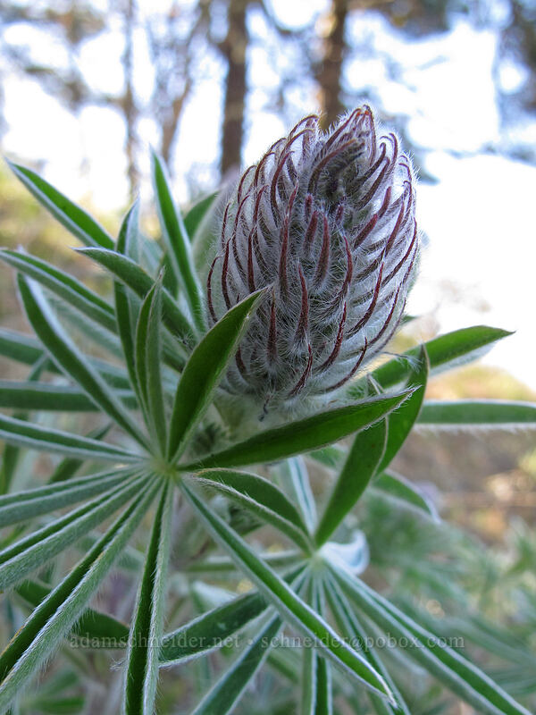 lupine, budding (Lupinus sp.) [Oak Spring Trail, Columbia Hills State Park, Klickitat County, Washington]
