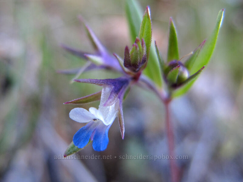 small-flowered blue-eyed-mary (Collinsia parviflora) [Oak Spring Trail, Columbia Hills State Park, Klickitat County, Washington]