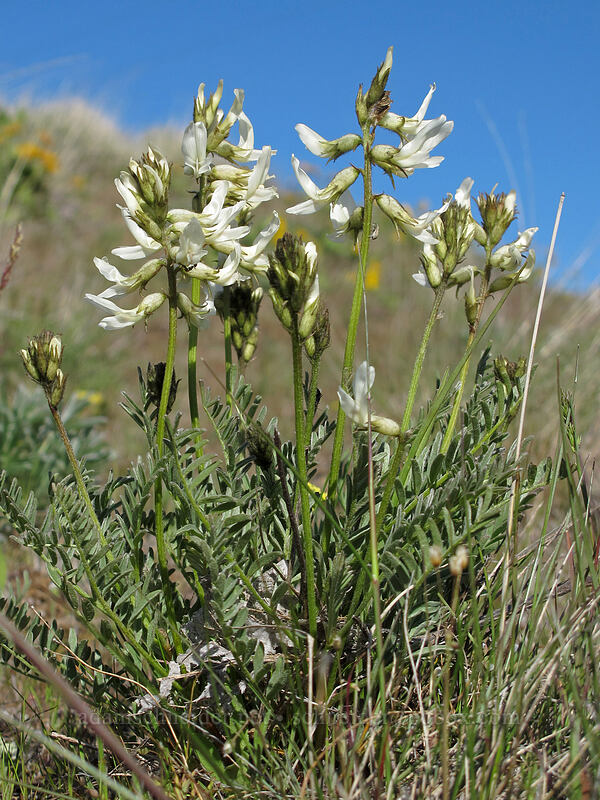 Yakima milk-vetch (Astragalus reventiformis) [Stacker Butte Road, Columbia Hills State Park, Klickitat County, Washington]