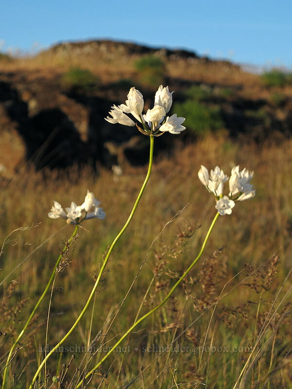 bi-colored cluster lilies (Triteleia grandiflora var. howellii (Brodiaea bicolor)) [Horsethief Butte, Columbia Hills State Park, Klickitat County, Washington]