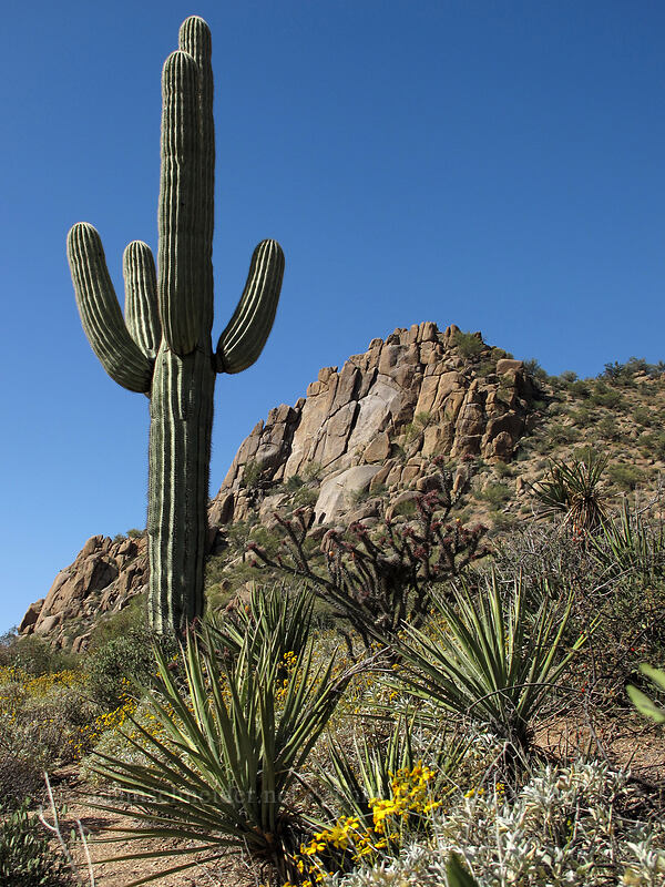 saguaro cactus & banana yucca (Carnegiea gigantea, Yucca baccata, Cylindropuntia acanthocarpa (Opuntia acanthocarpa)) [Pinnacle Peak Park, Scottsdale, Maricopa County, Arizona]
