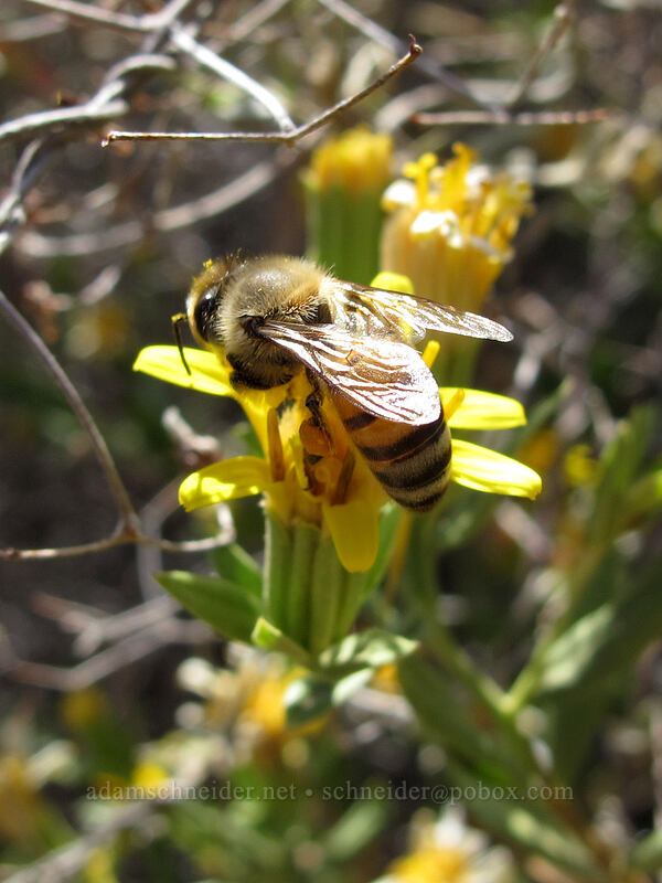 honeybee on trixis (Trixis californica) [Pinnacle Peak Park, Scottsdale, Maricopa County, Arizona]