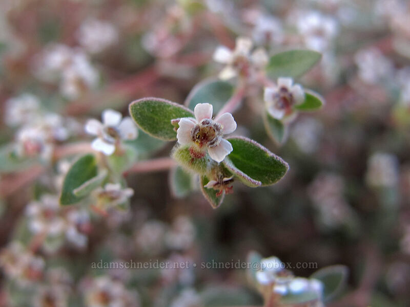 sandmat flowers (Chamaesyce sp.) [Pinnacle Peak Park, Scottsdale, Maricopa County, Arizona]