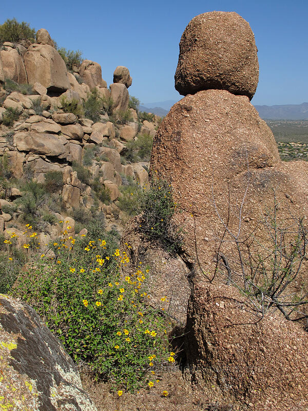rocks & flowers [Pinnacle Peak Park, Scottsdale, Maricopa County, Arizona]