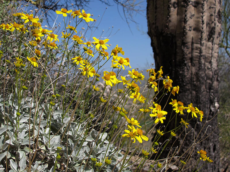 brittlebush (Encelia farinosa) [Pinnacle Peak Park, Scottsdale, Maricopa County, Arizona]