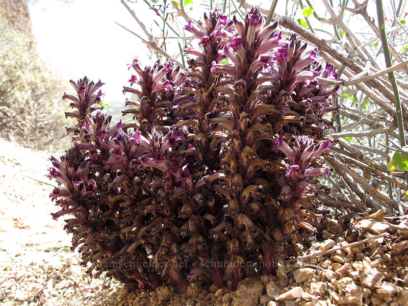 desert broomrape (Aphyllon cooperi (Orobanche cooperi)) [Pinnacle Peak Park, Scottsdale, Maricopa County, Arizona]
