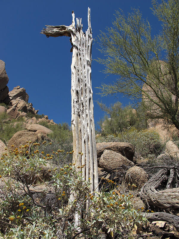 dead saguaro bones (Carnegiea gigantea) [Pinnacle Peak Park, Scottsdale, Maricopa County, Arizona]