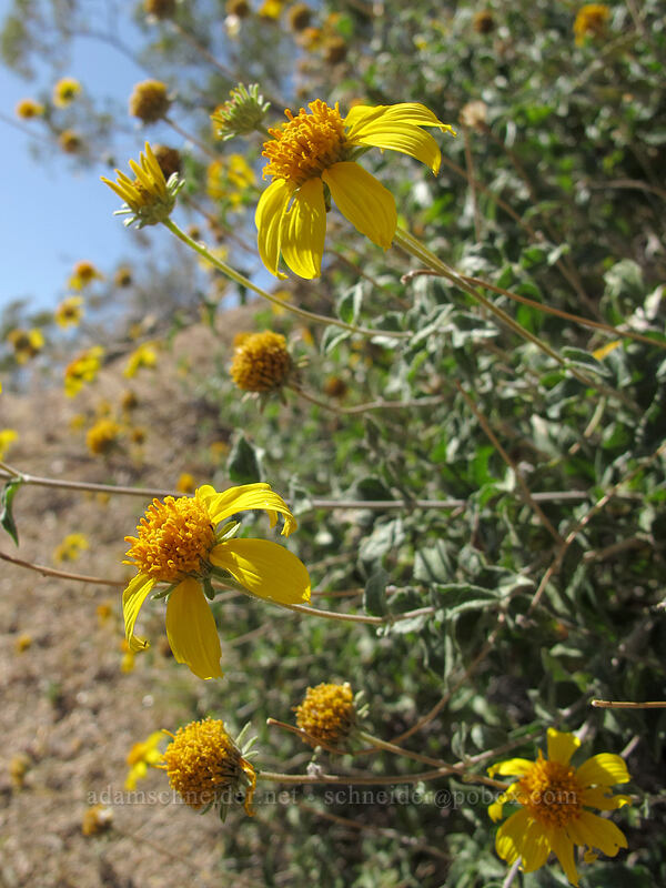 shrubby goldeneye (Bahiopsis parishii) [Pinnacle Peak Park, Scottsdale, Maricopa County, Arizona]