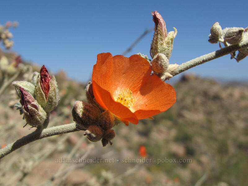 desert globe-mallow (Sphaeralcea ambigua) [Pinnacle Peak Park, Scottsdale, Maricopa County, Arizona]