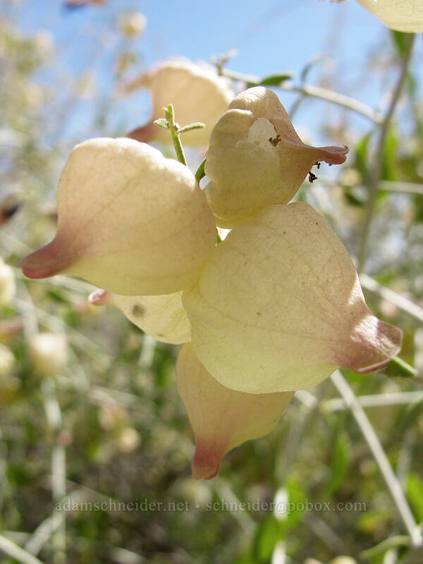 bladder sage seed-pods (Salazaria mexicana) [Pinnacle Peak Park, Scottsdale, Maricopa County, Arizona]