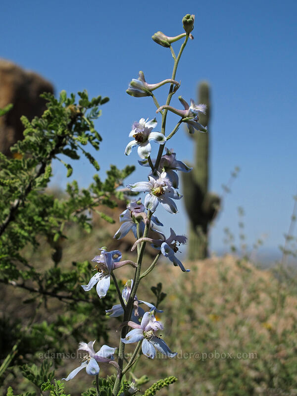 desert larkspur (Delphinium parishii) [Pinnacle Peak Park, Scottsdale, Maricopa County, Arizona]