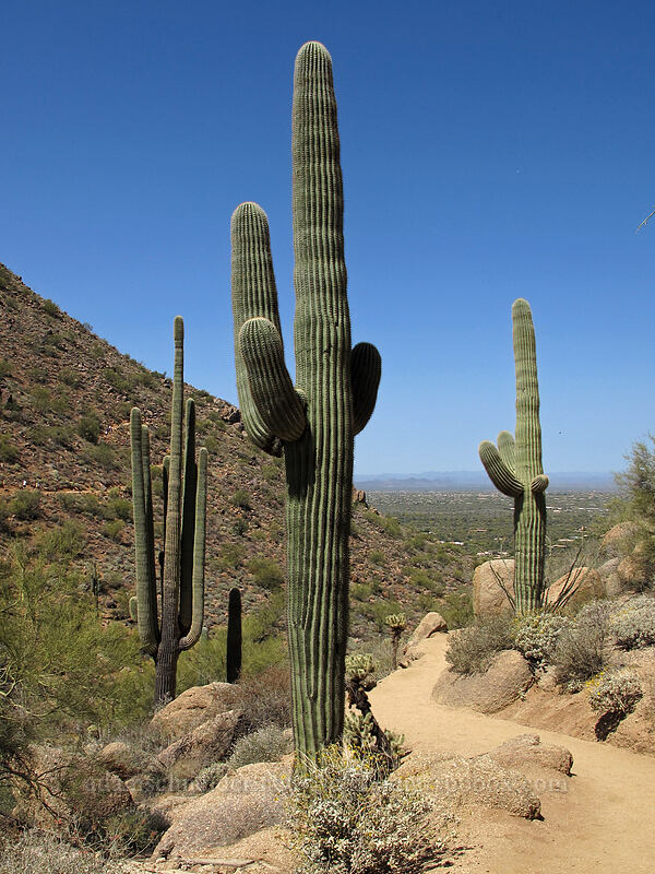 saguaro cacti (Carnegiea gigantea) [Pinnacle Peak Park, Scottsdale, Maricopa County, Arizona]