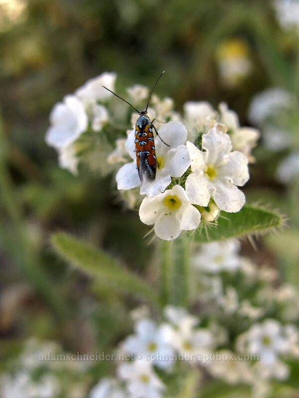 moth on cryptantha (Cryptantha sp., Neoheliodines vernius) [Pinnacle Peak Park, Scottsdale, Maricopa County, Arizona]