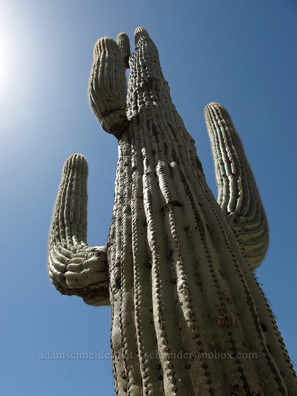 saguaro cactus (Carnegiea gigantea) [Pinnacle Peak Park, Scottsdale, Maricopa County, Arizona]