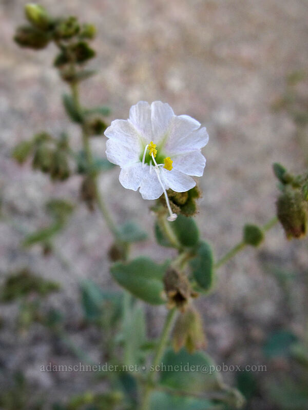 desert four o'clock (wishbone bush) (Mirabilis laevis var. villosa (Mirabilis bigelovii)) [Pinnacle Peak Park, Scottsdale, Maricopa County, Arizona]