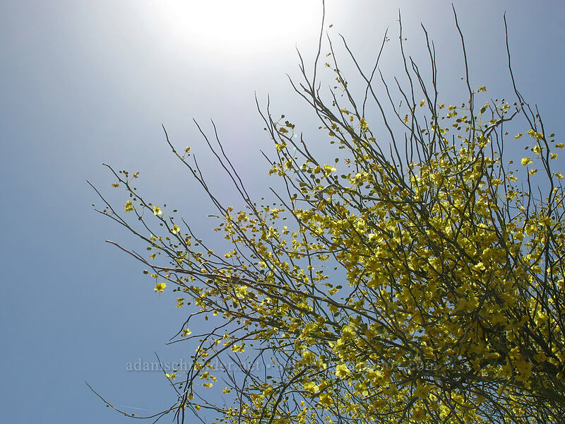 foothill palo verde flowers (Parkinsonia microphylla) [Pinnacle Peak Park, Scottsdale, Maricopa County, Arizona]