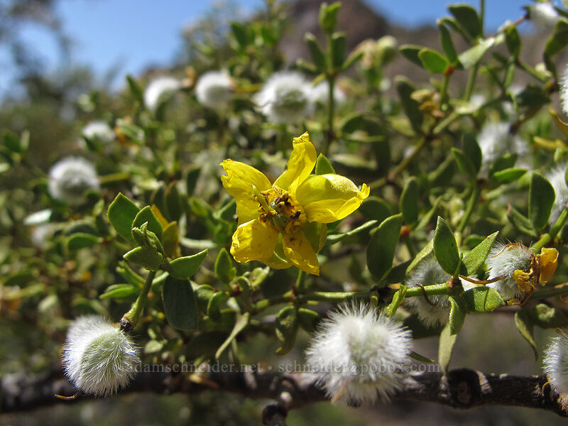 creosote bush (Larrea tridentata) [Pinnacle Peak Park, Scottsdale, Maricopa County, Arizona]