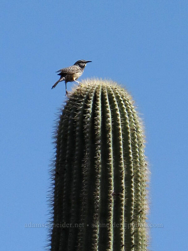 cactus wren on saguaro (Campylorhynchus brunneicapillus, Carnegiea gigantea) [Siphon Draw Trail, Lost Dutchman State Park, Pinal County, Arizona]