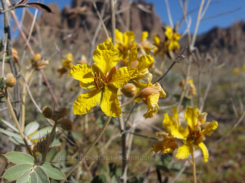 desert senna flowers (Senna covesii) [Siphon Draw Trail, Tonto National Forest, Pinal County, Arizona]