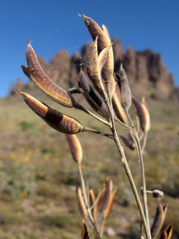 desert senna seedpods (Senna covesii) [Siphon Draw Trail, Tonto National Forest, Pinal County, Arizona]