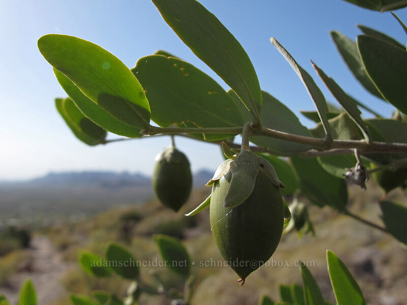 jojoba berries (Simmondsia chinensis) [Siphon Draw Trail, Superstition Wilderness, Pinal County, Arizona]