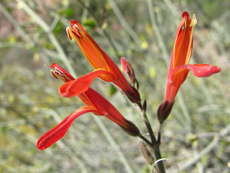 chuparosa (Justicia californica) [Siphon Draw Trail, Superstition Wilderness, Pinal County, Arizona]